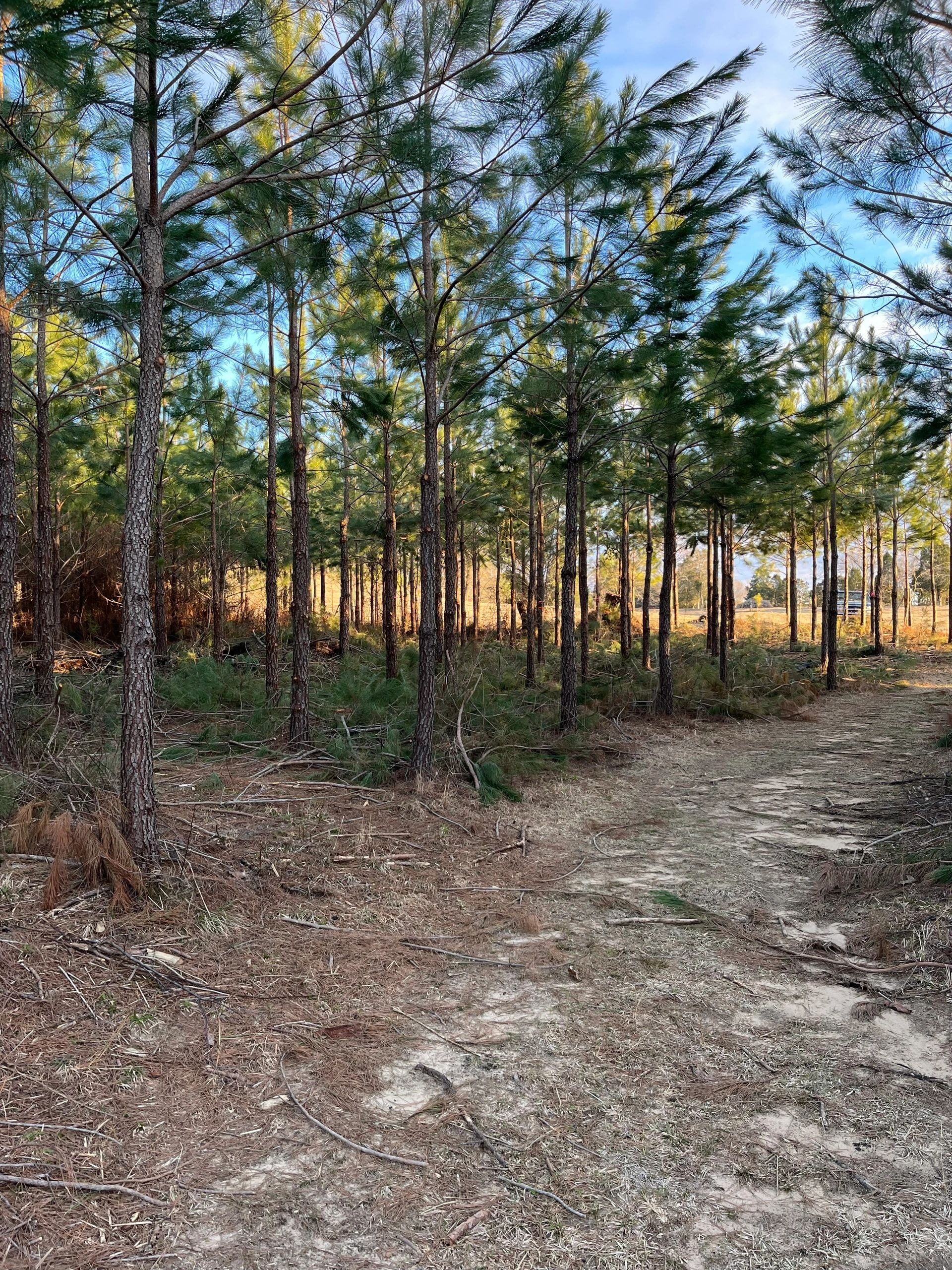 Alabama woodland forest management