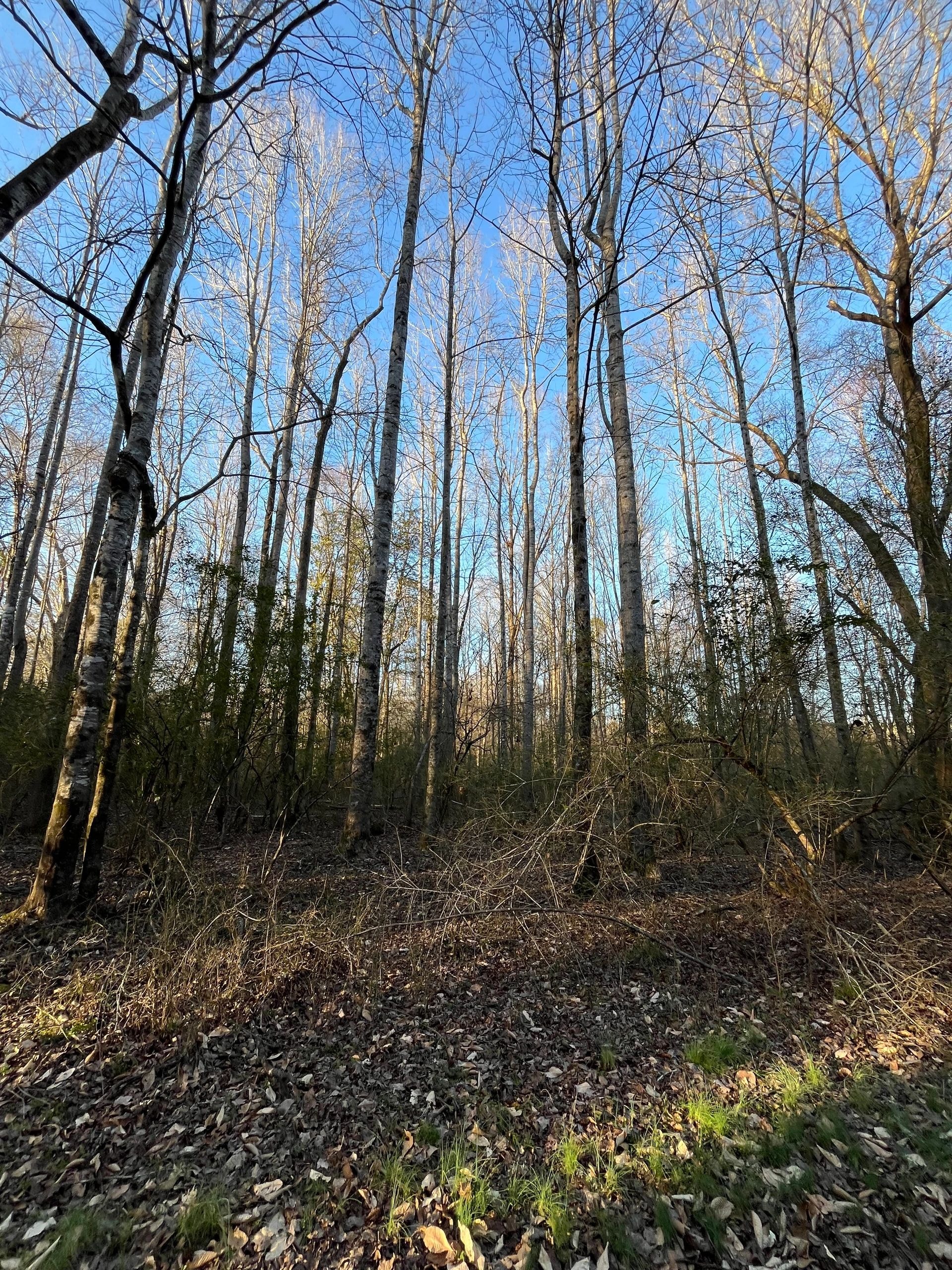Southern timberland landscape