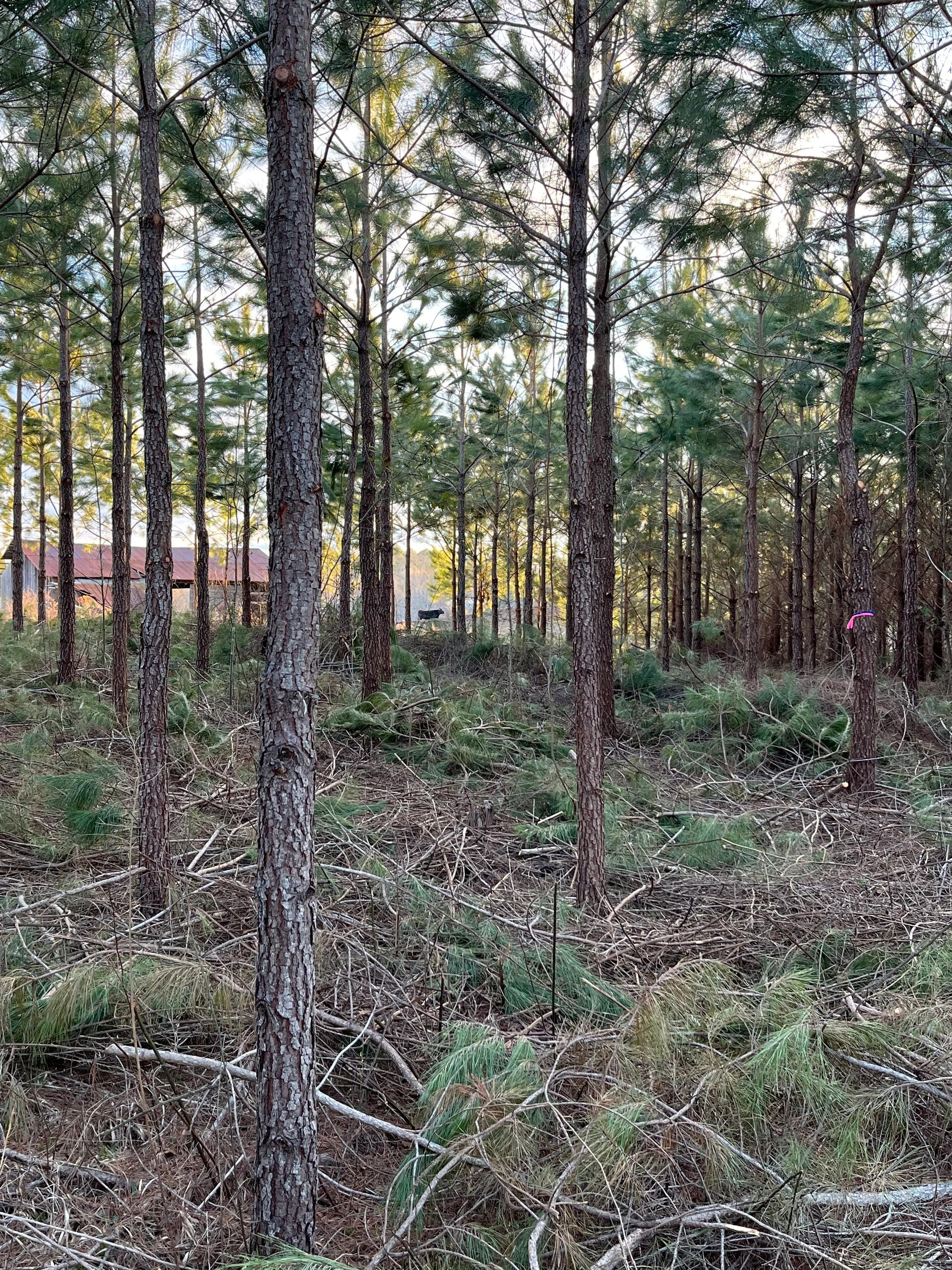 Pine forest path with sunlight