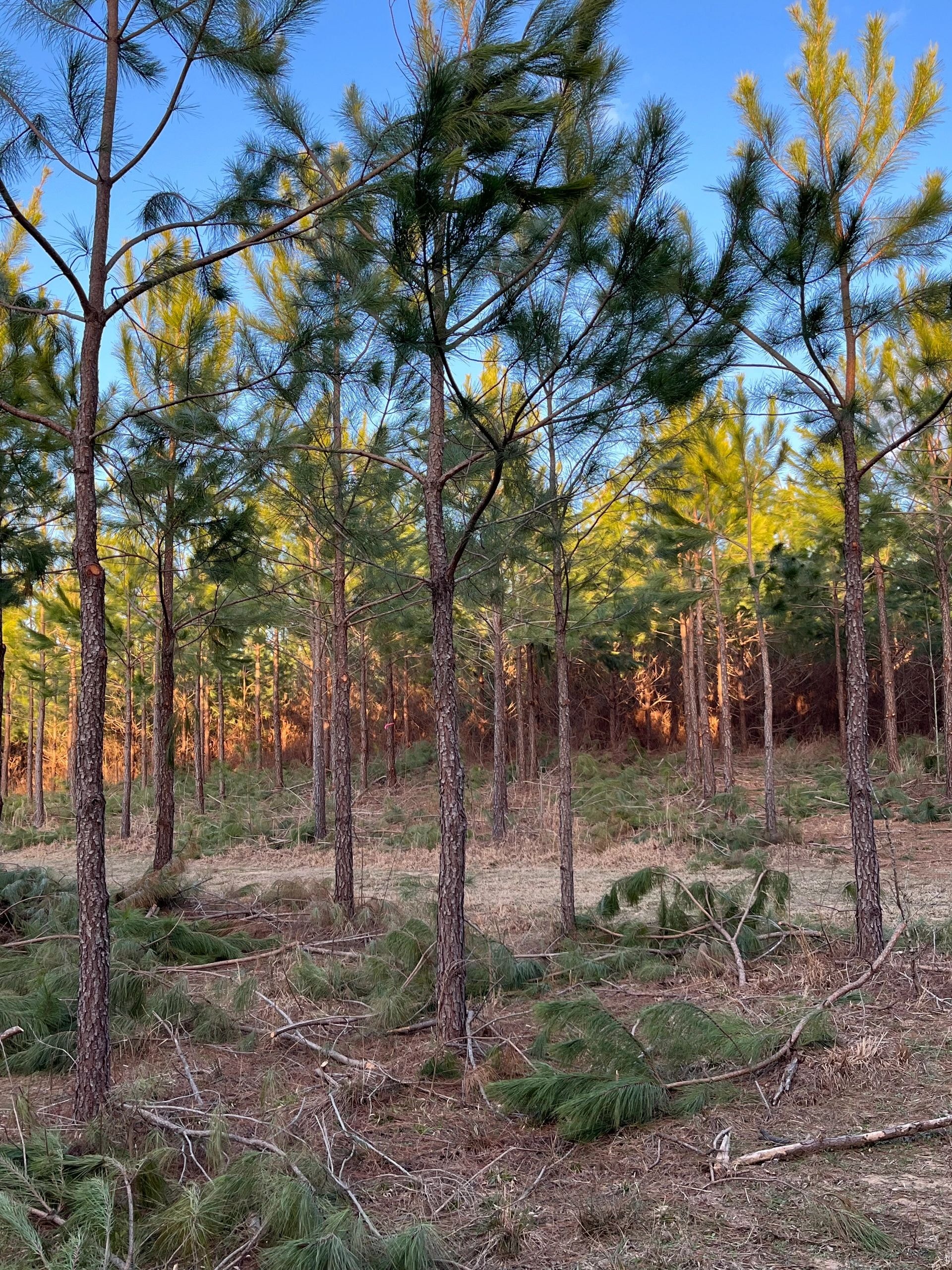 Timber forest management